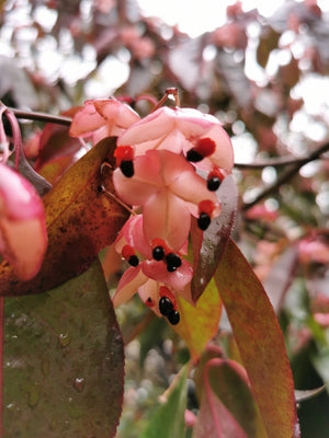 Euonymus carnosus, Fleshy‑flowered Spindletree, tree, deciduous, autumn colours, fruits