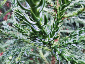 Athrotaxis selaginoides, King Billy Pine, Jurassicplants Nurseries, tree, shrub, evergreen, slow growing