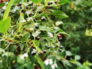 Aristotelia chilensis, Maqui Berry, Jurassicplants Nurseries, evergreen, shrub, flowering plant, fruit, edible