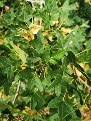 Acer monspessulanum, Montpellier Maple, tree, maple