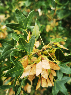 Acer monspessulanum, Montpellier Maple, tree, maple