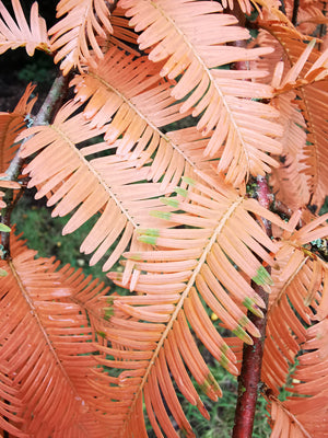 Metasequoia glyptostroboides x2 - Dawn Redwood (2 plants)