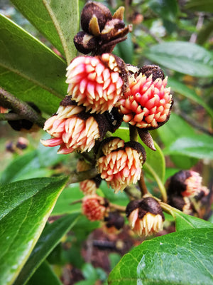 Sycopsis sinensis, Chinese Fighazel, tree, evergreen, winter flowering, hardy, orange flowers