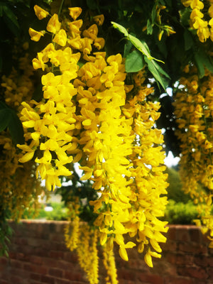   Laburnum anagyroides, Golden Chain, plant, deciduous, flowering, hardy, fast growing, harden, scented