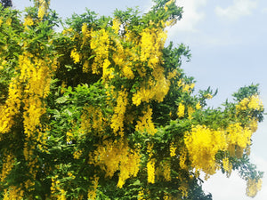   Laburnum anagyroides, Golden Chain, plant, deciduous, flowering, hardy, fast growing, harden, scented