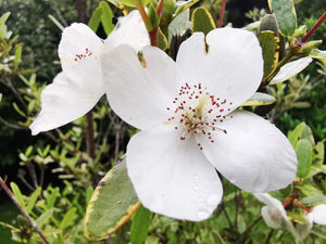 Eucryphia lucida, Leatherwood, flower