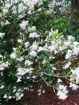 Myrceugenia chrysocarpa - Luma Blanca