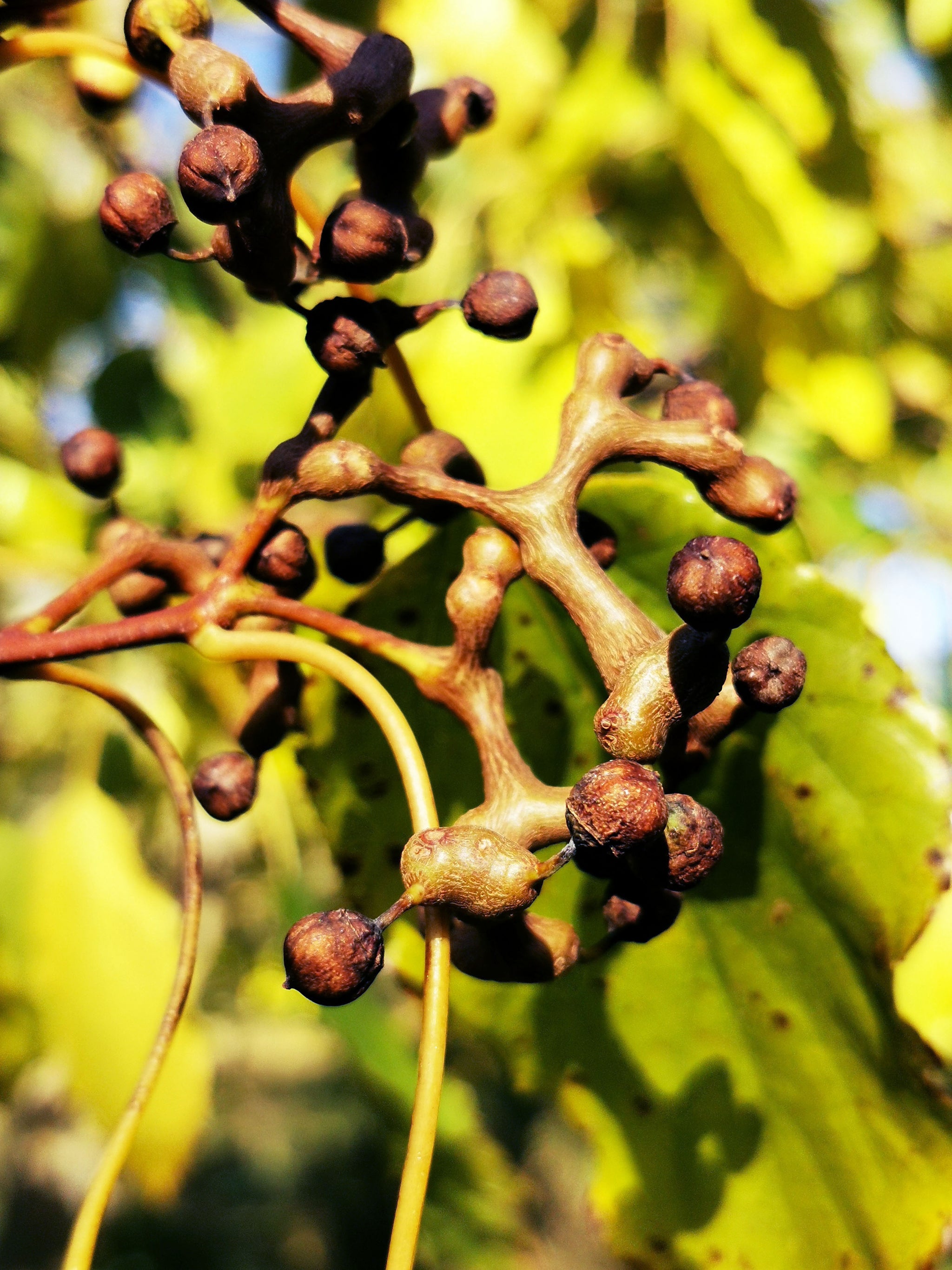Raison Tree Hovenia dulcis - Japanese Raisin Tree - Jurassicplants Nurseries