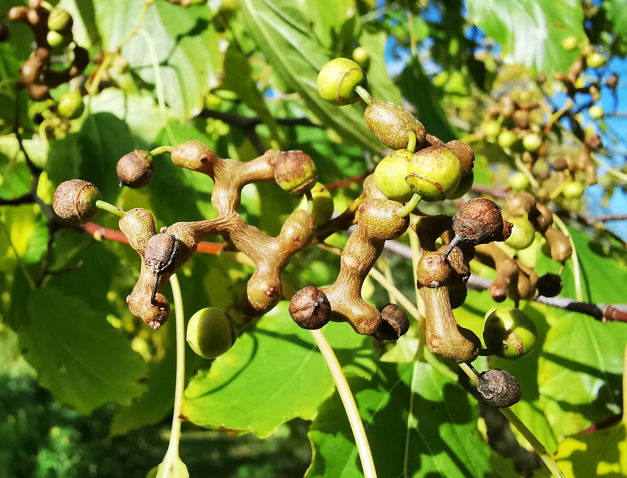Raison Tree Hovenia dulcis - Japanese Raisin Tree - Jurassicplants Nurseries