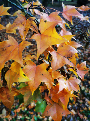 Acer mono - Painted Maple, decorative foliage