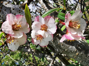 Chaenomeles cathayensis  - Chinese Flowering Quince