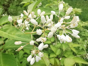 Staphylea bumalda - Japanese Bladdernut