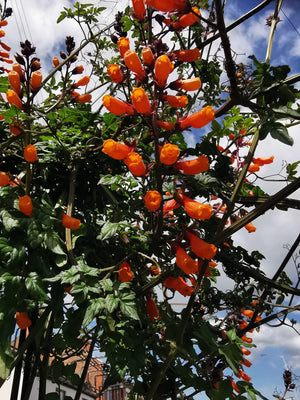 Eccremocarpus scaber - Chilean Glory Flower