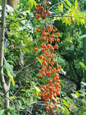 Idesia polycarpa, chinese Wonder Tree, plant, tree, deciduous, autumn colours, hardy, scented, flowering, fruit, edible