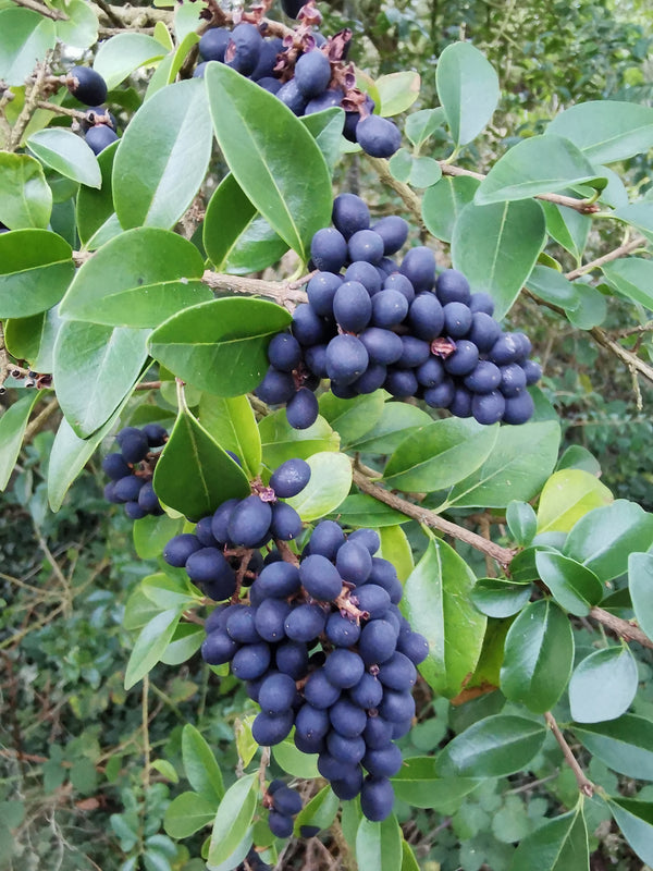 Ligustrum delavayanum - Delavay Privet - Jurassicplants Nurseries