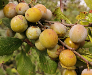 Prunus domestica var Italica - Green Gage