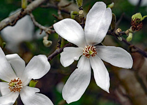 Magnolia kobus, Kobushi Magnolia, Jurassicplants Nurseries, plant, flowering, deciduous, tree, shrub, garden, fruit, hardy, slow-growing