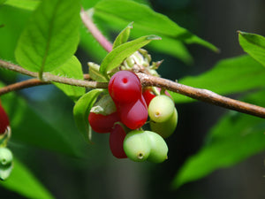 Lonicera harae, Raspberry Honeysuckle, plant, shrub, deciduous, fruit, sweet, edible, hardy