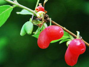 Lonicera harae, Raspberry Honeysuckle, plant, shrub, deciduous, fruit, sweet, edible, hardy