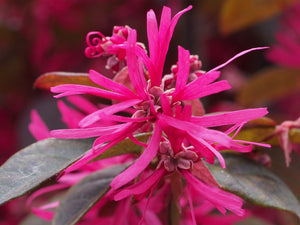 Loropetalum chinense, Chinese Fringe Flower, evergreen, spring flowering, pink flowers