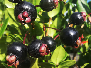 Luma apiculata, Chilean Myrtle, Jurassicplants Nurseries, plant, evergreen, shrub, patio, conservatory, bonsai, hardy
