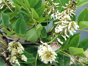 Maackia amurensis, Amur maackia, plant, deciduous, tree, patio, flowering, slow-growing