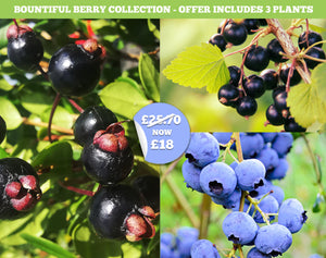 Bountiful Berry Collection - EXCLUSIVE OFFER - Now ONLY £18