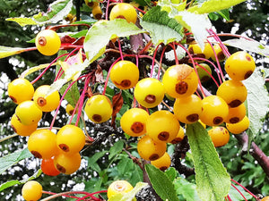 Malus sieboldii (Malus toringo), Toringo Crabapple, Jurassicplants Nurseries, plant, tree, hardy, spring flowering, fruit, autumn colours, garden