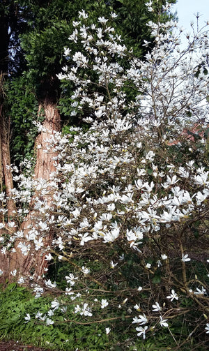 Magnolia denudata - Yulan Magnolia