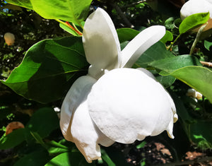 Magnolia sieboldii, Chinese Magnolia, deciduous, tree, flowering, autumn colouration, hardy