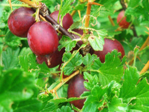 Ribes uva-crispa Hinnonmaki, Red Gooseberry, fruit, deciduous, plant, shrub, edible, summer flowering