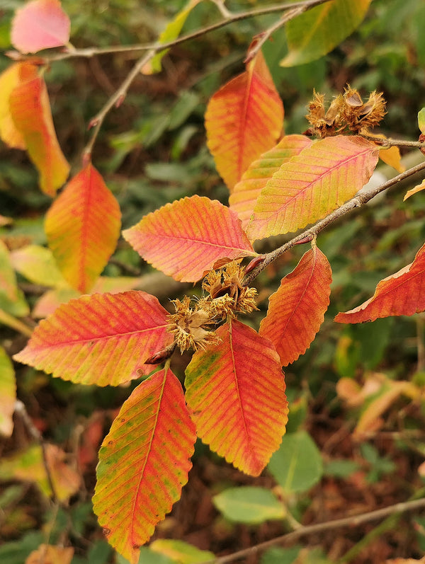 Nothofagus obliqua - Patagonian Oak, Southern Beech - Jurassicplants ...