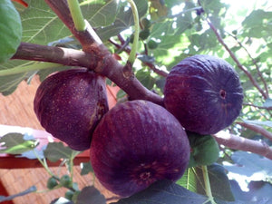 Ficus carica 'Scone', Figtree Scone, Purple Fig, Jurassicplants Nurseries, conservatory plant, bonsai, shrub, deciduous, flowering, hardy, fruit, edible, fast growing