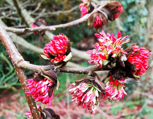 Parrotia persica - Persian Ironwood