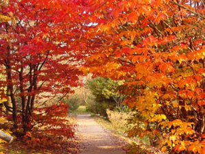 Parrotia persica - Persian Ironwood