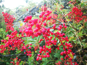 Pistacia terebinthus, Mastic Tree or European Pistachio, Turpentine Tree, deciduous, bonsai, conservatory, patio, plant, spring flowering, hardy, slow growing