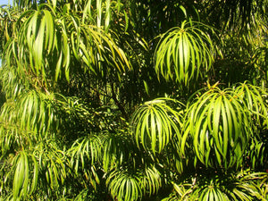 Podocarpus macrophyllus, Kusamaki, Japanese Yew, fruit, rare, edible, evergreen, conifer, plant