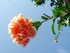 Punica Granatum, Ornamental Pomegranate California Sunset or Mme Leg, hardy, plant, summer flowering, deciduous