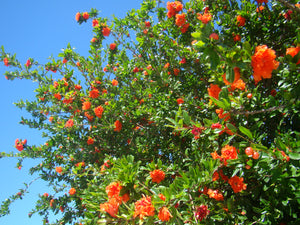 Punica granatum Flore Pleno, Ornamental Pomegranate (double red), patio plant, hardy, fruit, summer flowering, edible, deciduous