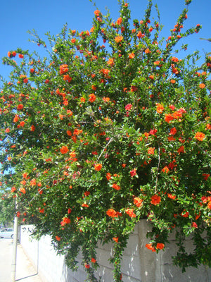 Punica granatum Flore Pleno, Ornamental Pomegranate (double red), patio plant, hardy, fruit, summer flowering, edible, deciduous