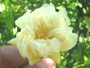 Punica granatum Luteum Plenum - Ornamental Pomegranate Double Yellow