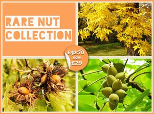 Rare Nut Collection - Bitternut Hickory, Chinese Walnut, Turkish Hazel