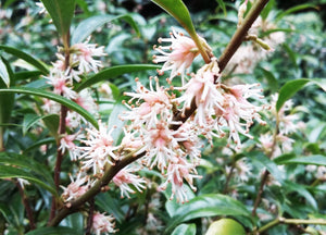 Sarcococca hookeriana var digyna – Pink Sweet Box