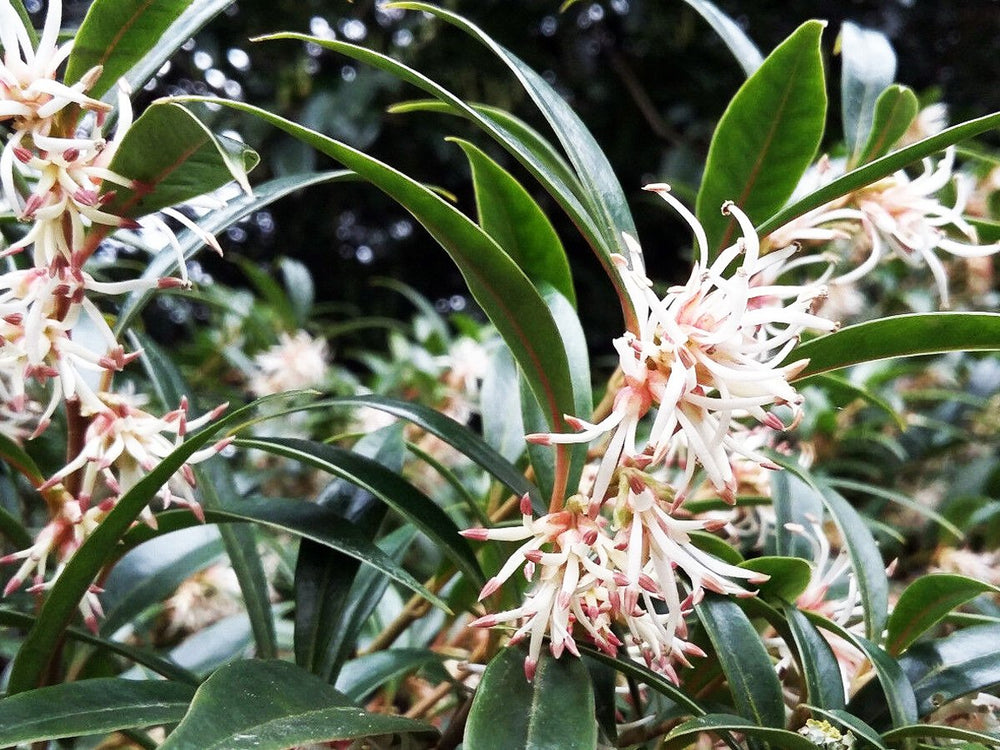 Sarcococca hookeriana var digyna – Pink Sweet Box - Jurassicplants ...