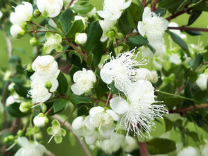Flowering Evergreen Myrtle Collection