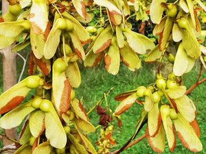 Acer nipponicum, Nippon Maple, deciduous, maple, tree, fruit, hardy 