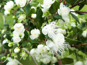 Luma apiculata, Chilean Myrtle, Jurassicplants Nurseries, plant, evergreen, shrub, patio, conservatory, bonsai, hardy