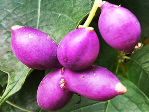 Sinofranchetia chinensis, Violet Climber, deciduous, climber, fruits, flowering, patio