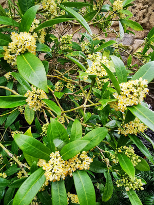 Skimmia japonica subsp reevesiana, Japanese Skimmia, Jurassicplants Nurseries, evergreen, shrub, patio plant, hardy, scented, flowering, self-fertile
