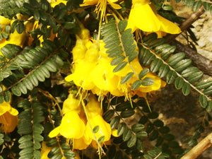 Sophora microphylla - Yellow Kowhai